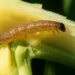 Omacnica Prosowianka – groźny szkodnik kukurydzy