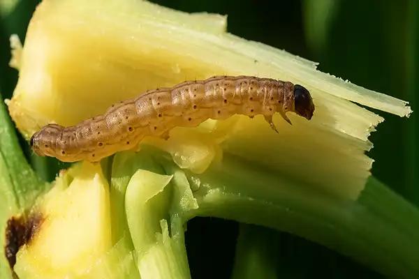Larwa omacnicy prosowianki