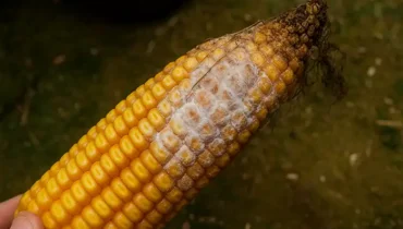 Fusarium graminearum