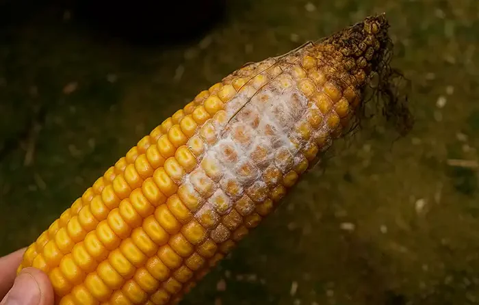 Fusarium graminearum
