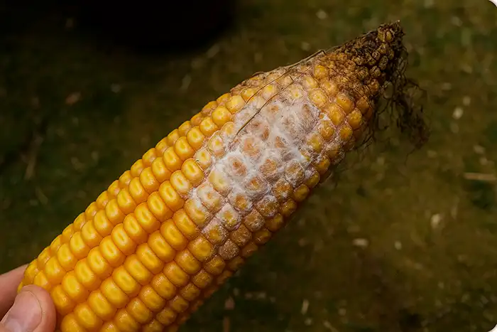 Fusarium graminearum