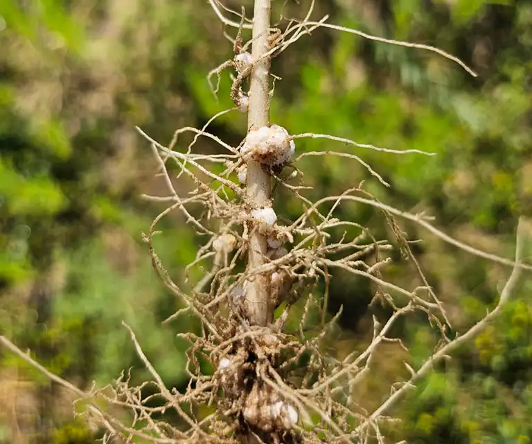brodawki-crotalaria