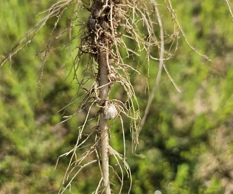 crotalaria juncea korzen z brodawkami