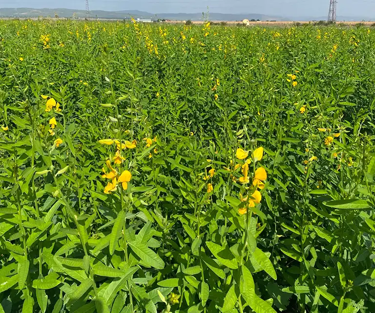 crotalaria juncea kwitnie