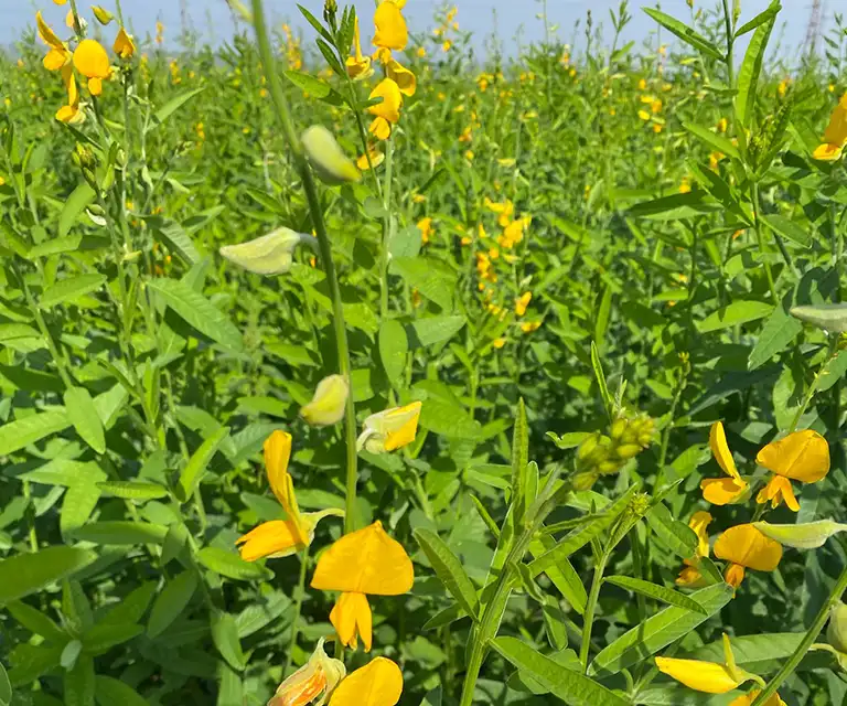 kwiaty crotalaria juncea