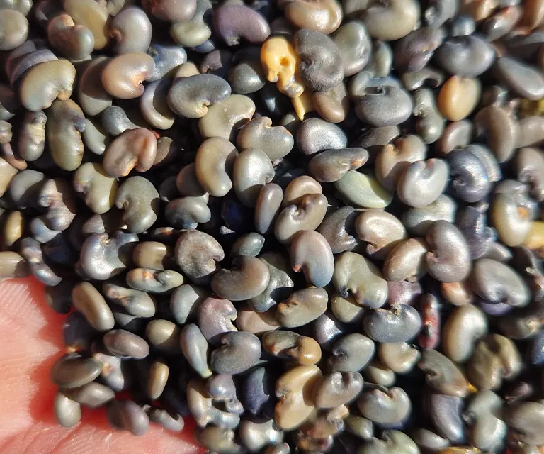 nasiona Crotalarii
