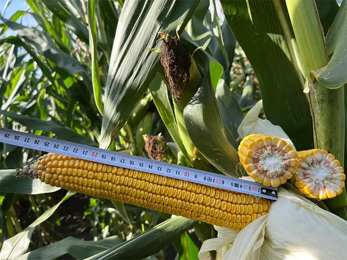 Kukurydza na kiszonke Goliath