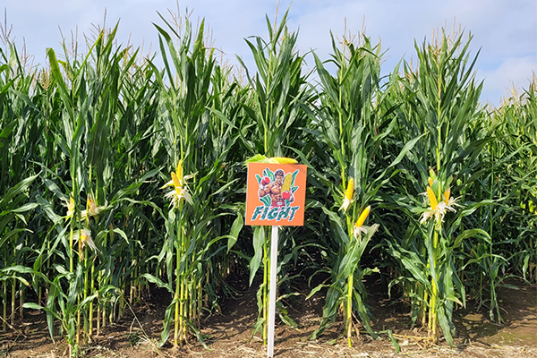 Fight kukurydza flint dent Fight kukurydza flint dent