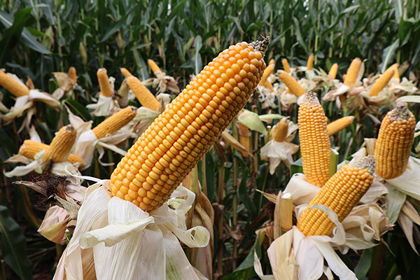 cabestro kukurydza flint dent cabestro kukurydza flint dent