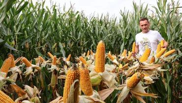 cabestro kukurydza kolby