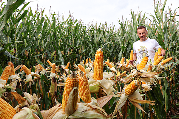 cabestro kukurydza kolby cabestro kukurydza kolby