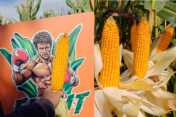 kukurydza Fight flint dent kukurydza Fight flint dent