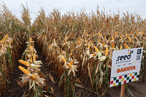 Bakuta kukurydza na ziarno i grys Bakuta kukurydza na ziarno i grys