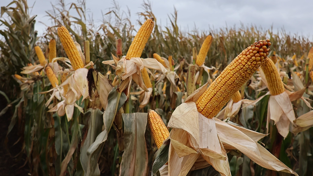 Isteo Seed Solutions Kukurydza Isteo Seed Solutions Kukurydza