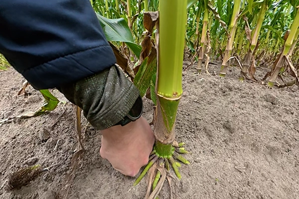 Kukurydza na kiszonke Lorinor lodyga