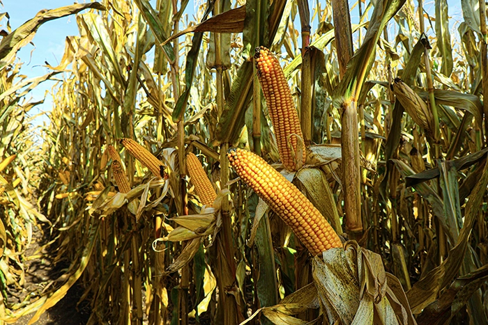 Kukurydza na kiszonke Striger Kukurydza na kiszonke Striger