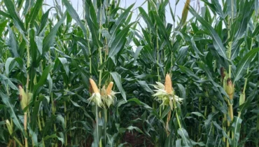 Kukurydza na wczesna kiszonke alitea