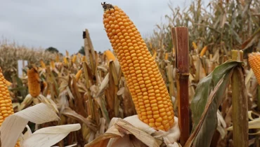 Kukurydza na ziarno i grys Bakuta