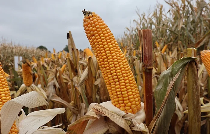 Kukurydza na ziarno i grys Bakuta
