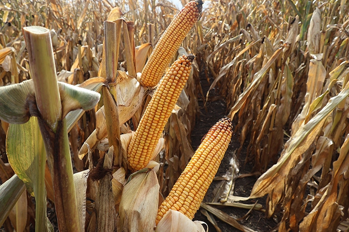 Kukurydza striger Kukurydza striger