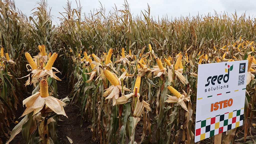 Wczesna kukurydza ziarnowa Isteo Wczesna kukurydza ziarnowa Isteo