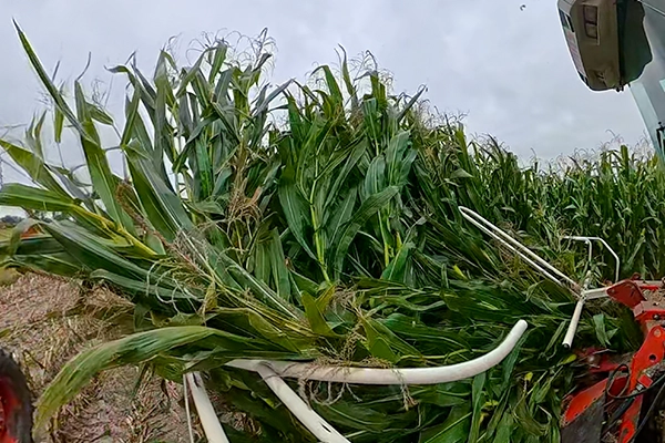 Wielka kukurydza na kiszonke Lorinor zielona masa