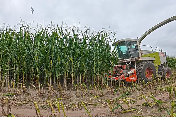 Wielka kukurydza na kiszonke Lorinor Wielka kukurydza na kiszonke Lorinor