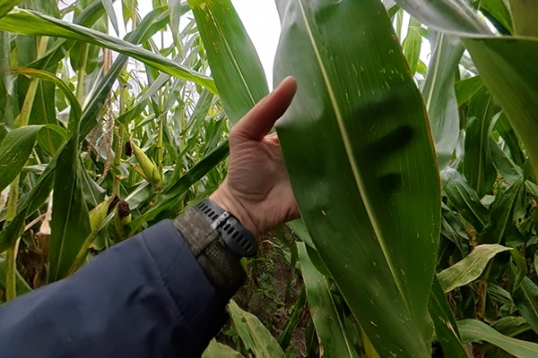 Wielka kukurydza na kiszonke i biogaz Lorinor