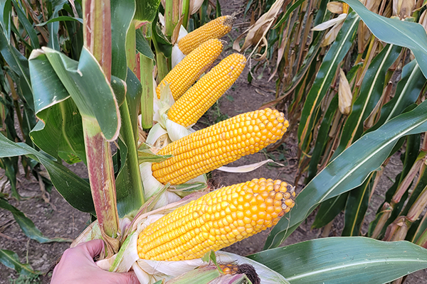 bakuta kukurydza ziarnowa bakuta kukurydza ziarnowa