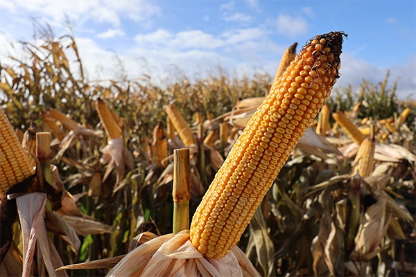 kukurydza INSPIRIA kolba kukurydza INSPIRIA kolba