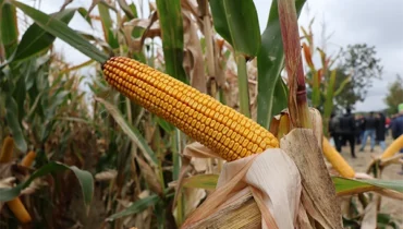 kukurydza INSPIRIA wielka kolba