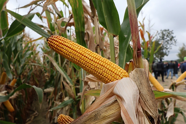 kukurydza INSPIRIA wielka kolba