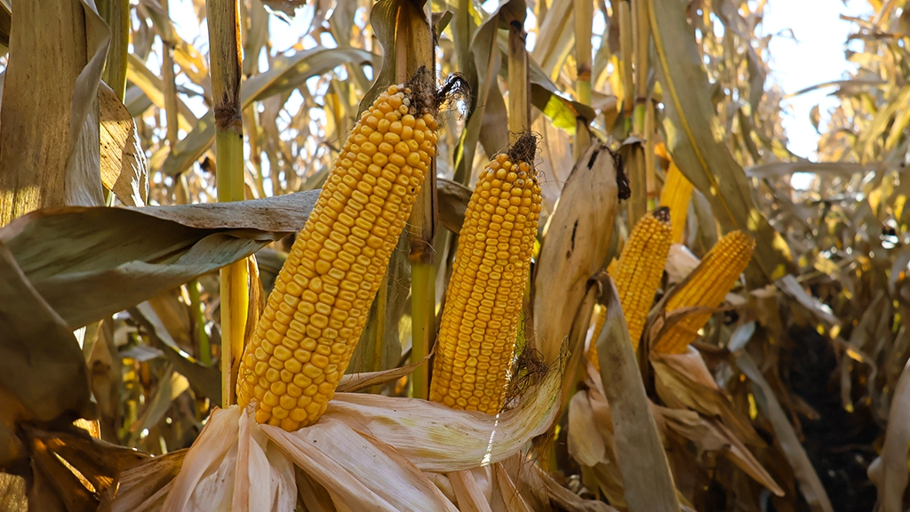 kukurydza kanela na ziarno Seed Solutions kukurydza kanela na ziarno Seed Solutions