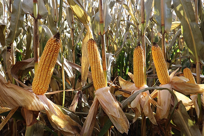 kukurydza na ziarno Conbawa kukurydza na ziarno Conbawa