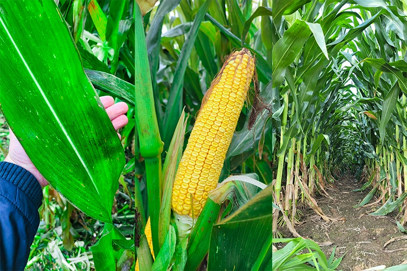 kukurydza wrangler na kiszonke i biogaz kukurydza wrangler na kiszonke i biogaz