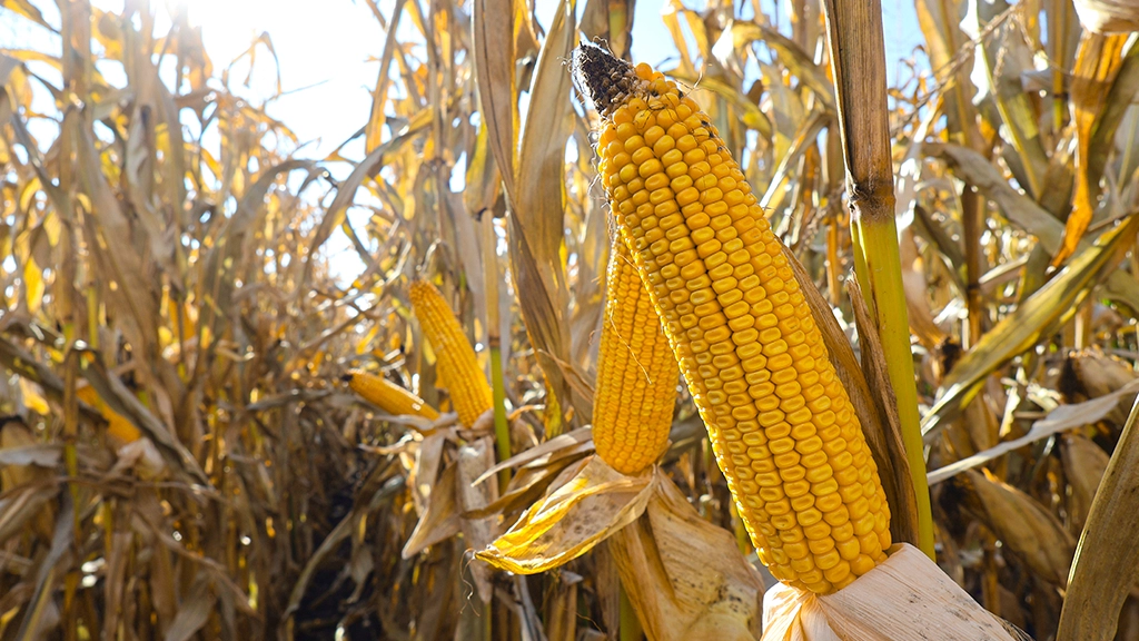 kukurydza ziarnowa kanela kukurydza ziarnowa kanela