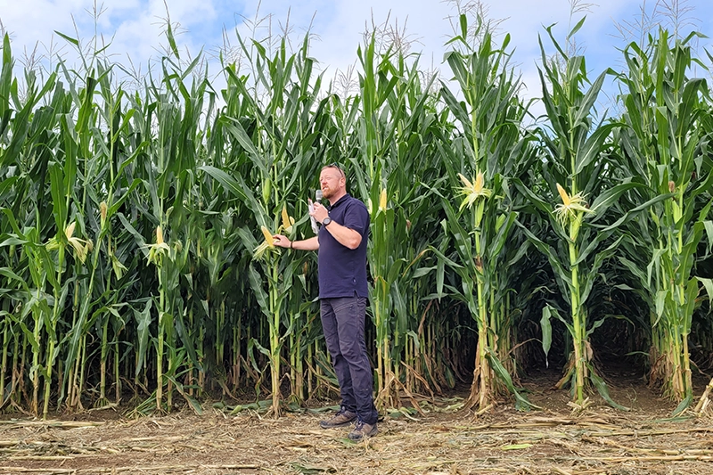 ogromna-kukurydza-wrangler-na-kiszonke-i-biogaz ogromna-kukurydza-wrangler-na-kiszonke-i-biogaz