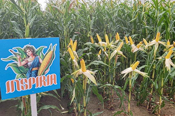 wydajna kukurydza ziarnowa INSPIRIA wydajna kukurydza ziarnowa INSPIRIA