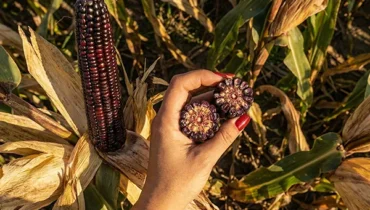 Fioletowa kukurydza tenebro na ziarno