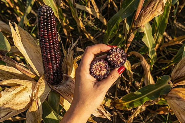 Fioletowa kukurydza tenebro na ziarno