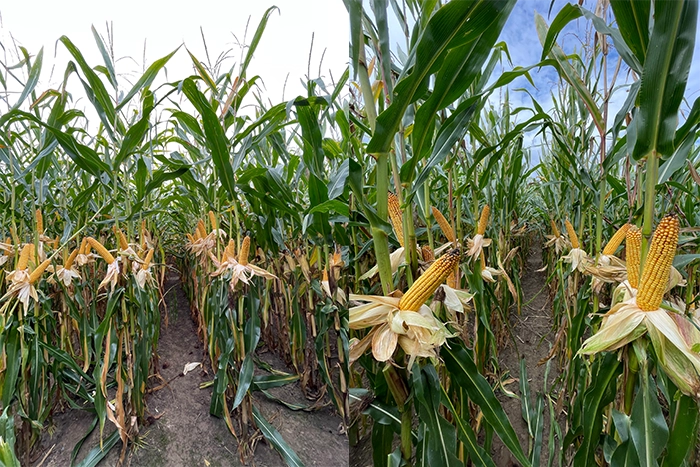 Striger kukurydza kiszonkowo ziarnowa