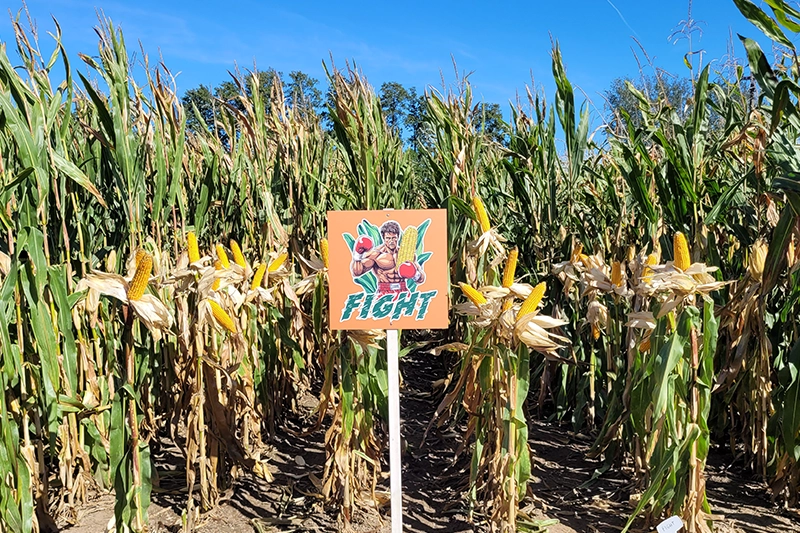 kolby kukurydza fight