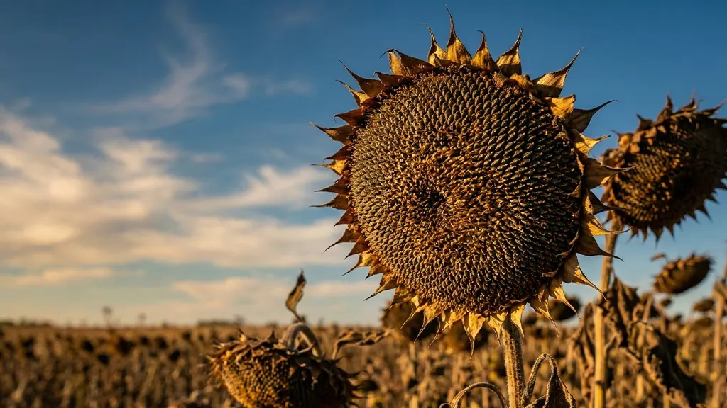 noumea su nasiona slonecznika noumea su nasiona slonecznika
