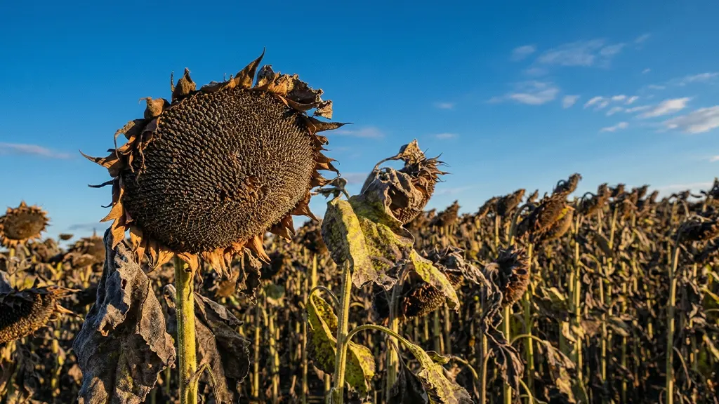 slonecznik na ziarno noumea su