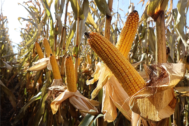 wydajna kukurydza ziarnowa conbawa wydajna kukurydza ziarnowa conbawa