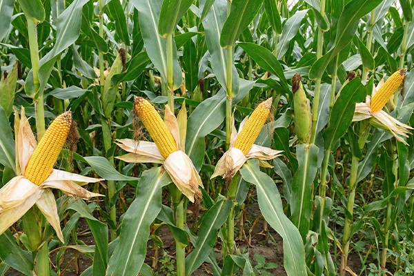 Idaniko gigant kukurydza na kiszonke