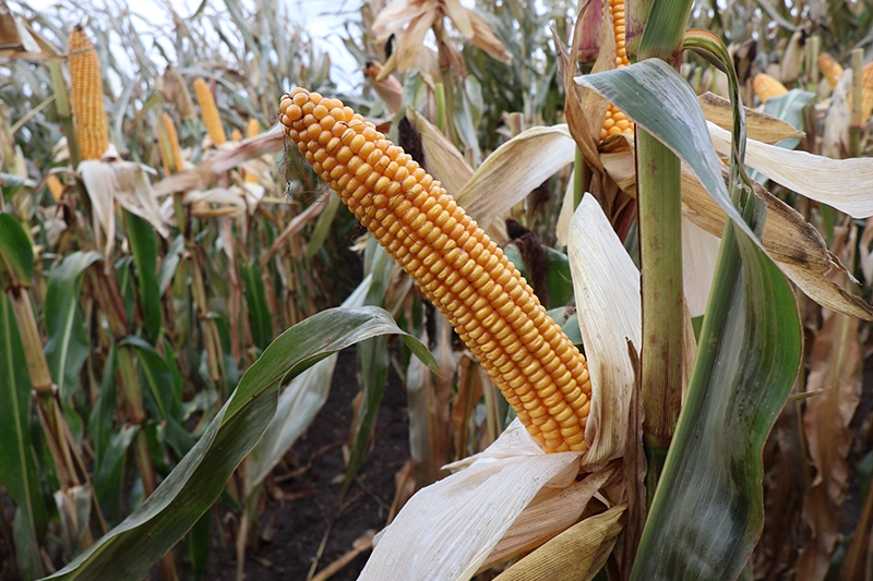 Wczesna kukurydza na ziarno i grys Noris