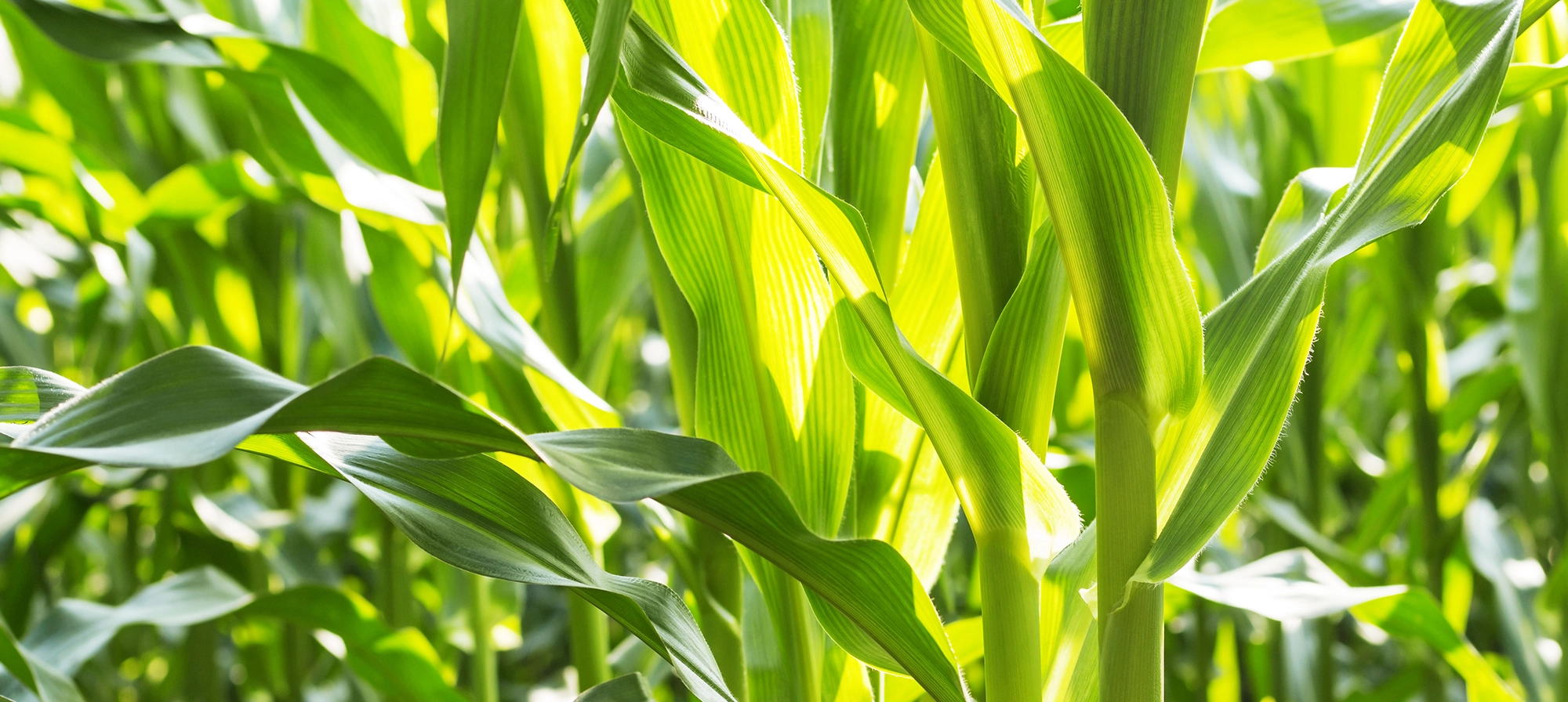 Wczesna odmiana kukurydzy Noris