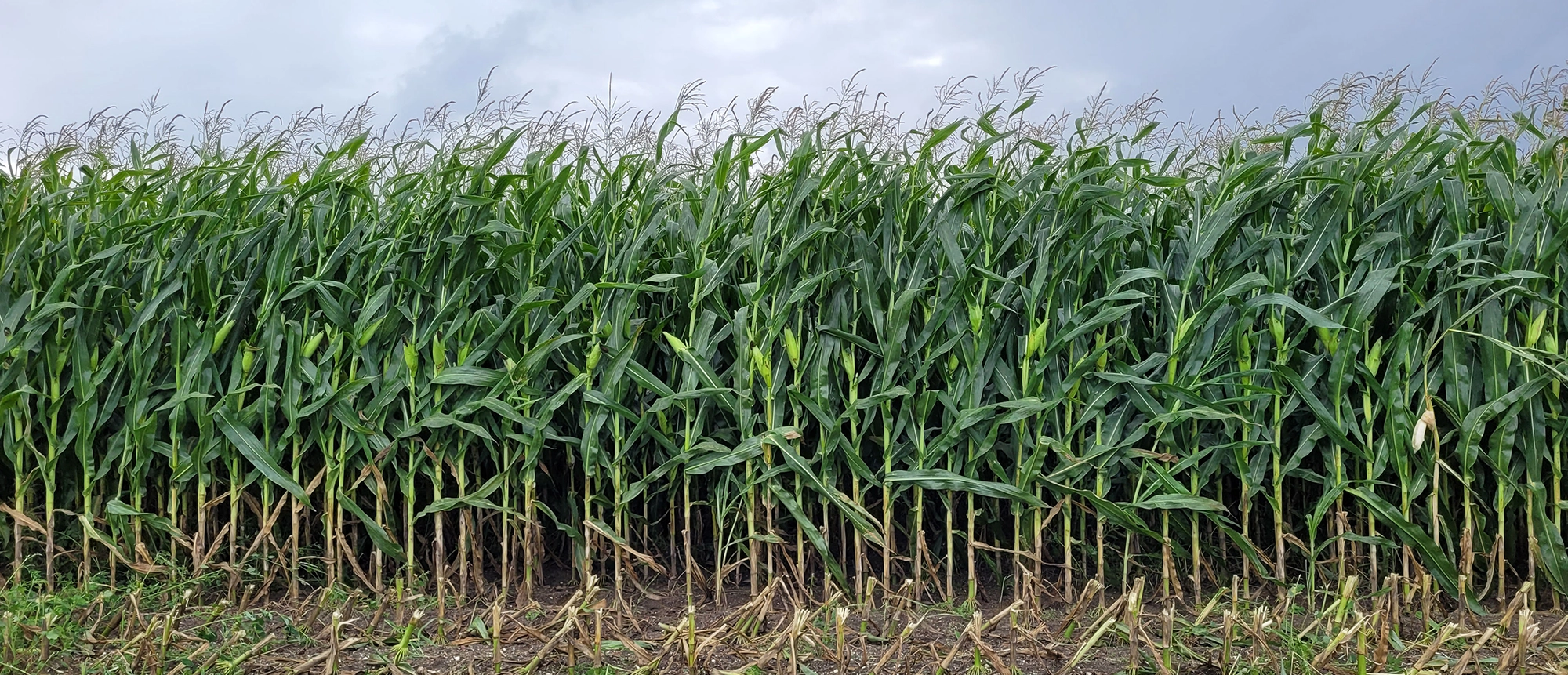 Wielka kukurydza na kiszonke Idaniko banner