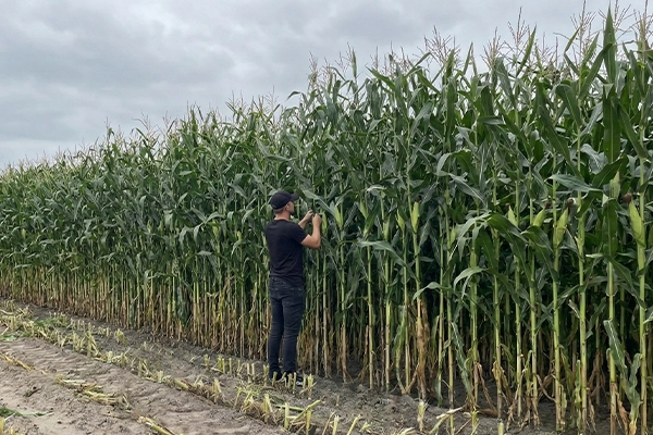 Wielka kukurydza na kiszonke Idaniko
